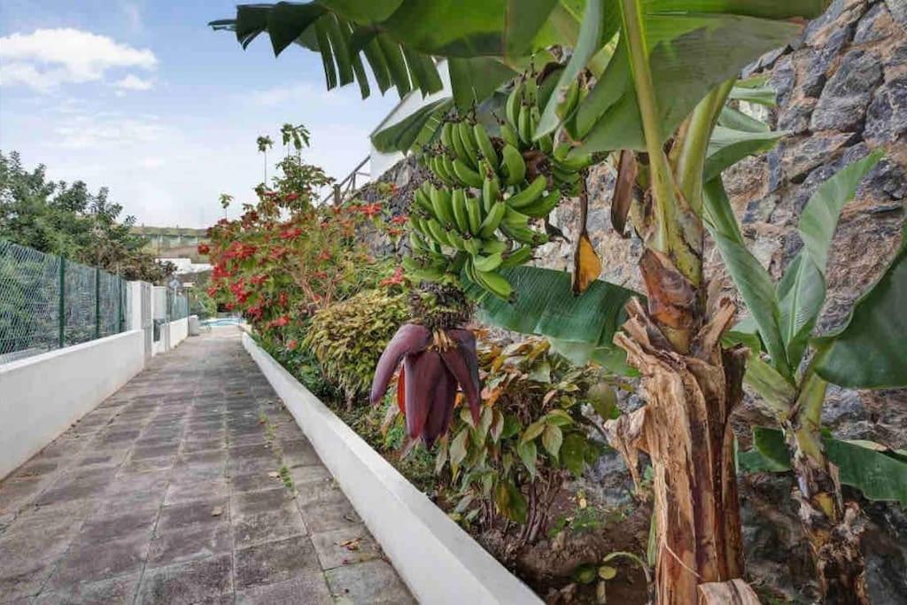 Paradise Studio Belair Wifi, Piscina, Parking Puerto de la Cruz  Exteriör bild